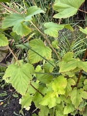Physocarpus opulifolius