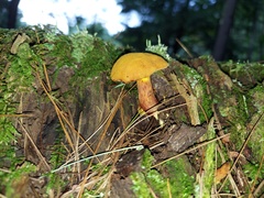 Buchwaldoboletus lignicola