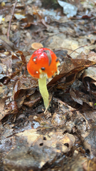 Amanita parcivolvata