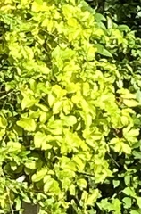 Passifloraceae