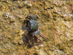 Pachygrapsus marmoratus
