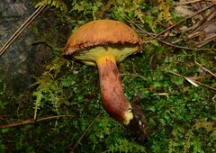Buchwaldoboletus lignicola