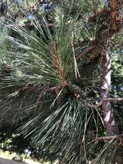 Pinus resinosa