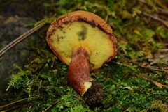 Buchwaldoboletus lignicola
