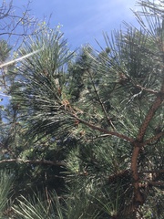 Pinus resinosa