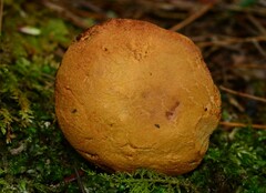 Buchwaldoboletus lignicola