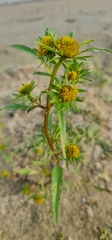 Bidens radiata