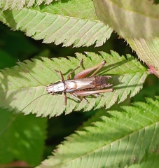 Roeseliana roeselii