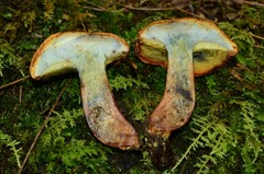 Buchwaldoboletus lignicola
