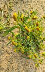 Bidens radiata