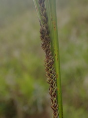 Carex aquatilis