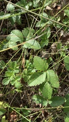 Fragaria viridis