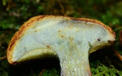 Buchwaldoboletus lignicola