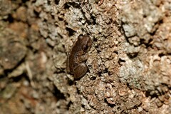 Litoria rubella