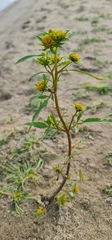 Bidens radiata