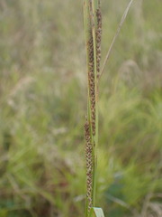 Carex aquatilis