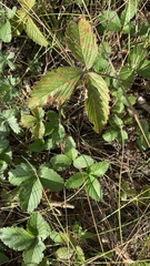 Fragaria viridis
