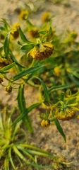 Bidens radiata