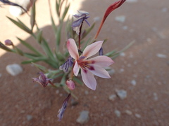 Lapeirousia macrospatha