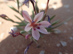 Lapeirousia macrospatha