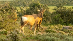 Alcelaphus buselaphus caama