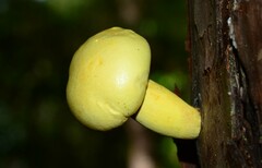 Buchwaldoboletus sphaerocephalus