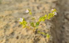 Veronica anagalloides