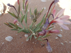 Lapeirousia macrospatha