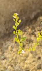 Veronica anagalloides