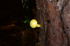Buchwaldoboletus sphaerocephalus