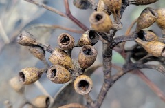 Eucalyptus moluccana