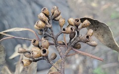 Eucalyptus moluccana