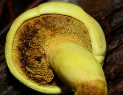 Buchwaldoboletus sphaerocephalus