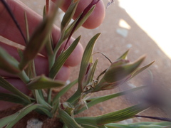 Lapeirousia macrospatha