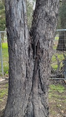 Eucalyptus moluccana