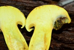 Buchwaldoboletus sphaerocephalus