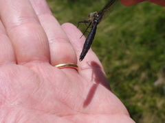 Somatochlora alpestris