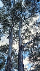 Eucalyptus moluccana