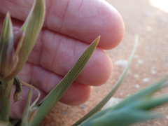 Lapeirousia macrospatha