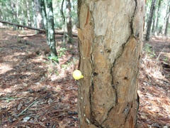 Buchwaldoboletus sphaerocephalus