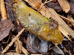 Limacus
