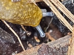 Limacus