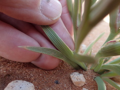 Lapeirousia macrospatha
