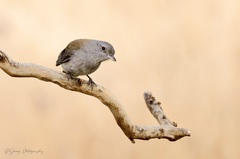 Colluricincla harmonica