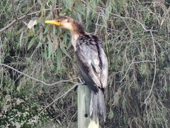 Microcarbo melanoleucos