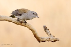 Colluricincla harmonica