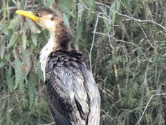 Microcarbo melanoleucos