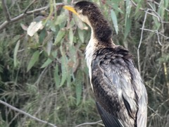 Microcarbo melanoleucos