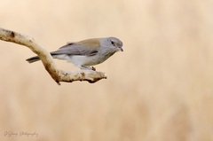 Colluricincla harmonica