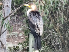 Microcarbo melanoleucos